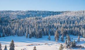 siskiyou grapevine