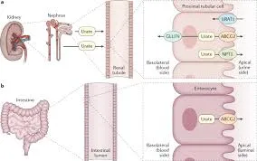 shou zhu gen gout medicine